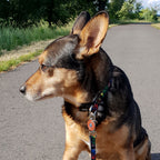 Product image Avengers - Comic Heroes Dog Leash
