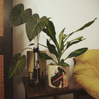 Product image Star Wars - Darth Vader Flower Pot