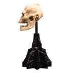 Product image The Lord of the Rings - Skull of Lurtz Mini Statue