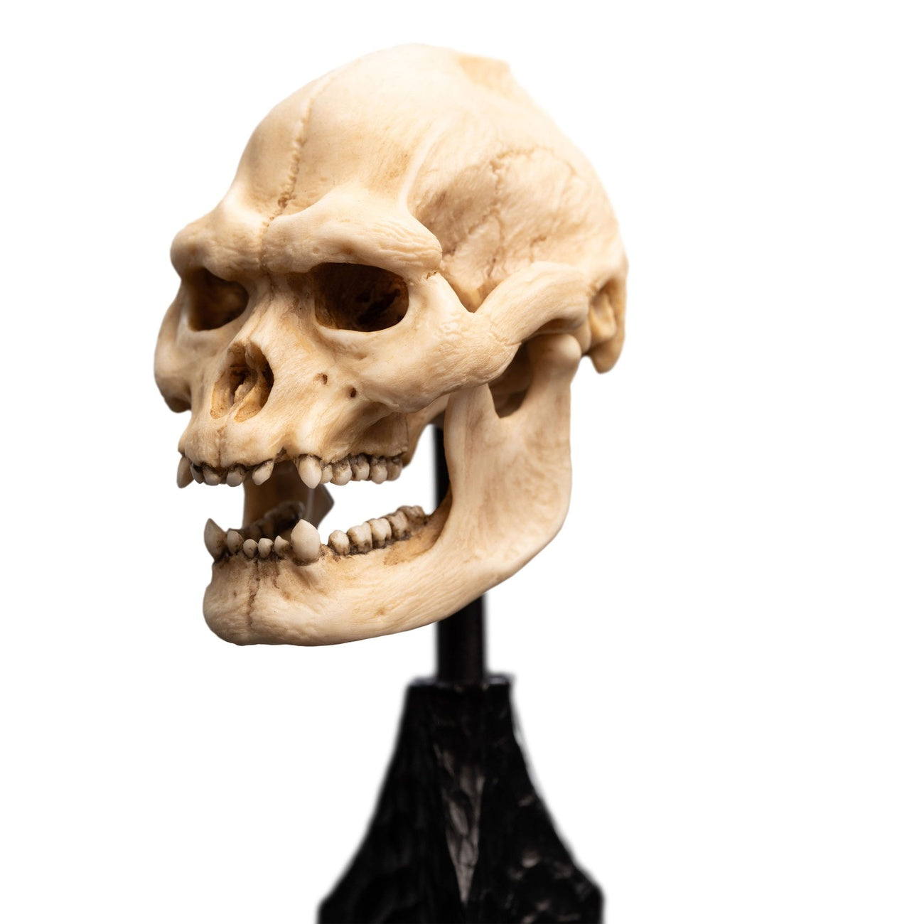 Product image The Lord of the Rings - Skull of Lurtz Mini Statue
